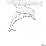 dolphins Printable Coloring Nplooj Ntawv